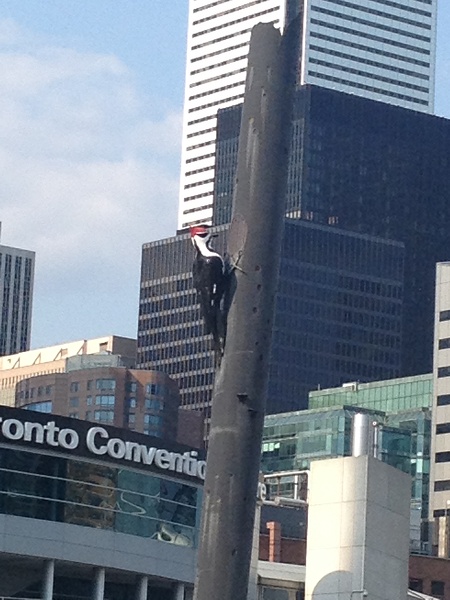 IMG 0653_Toronto_cuty_sptte