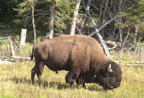 IMG 0718_bisontyr