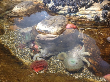 IMG 0883_San_Fr._Aquarium_of_the_Bay