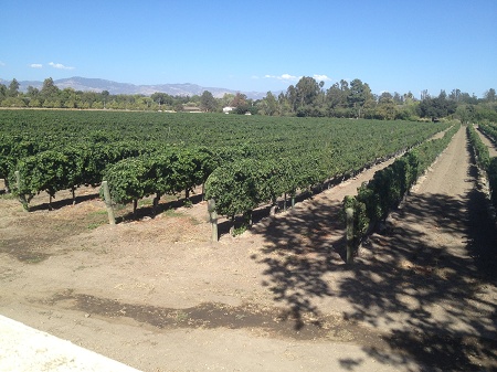 IMG 0905_Solvang_vingard_3