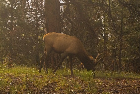 IMG 0961-2-2_Grans_C_elk