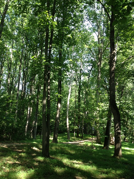 IMG 1425_Appalatian_skov