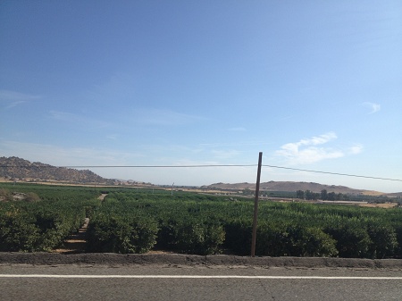 IMG 1979_frugtplantage