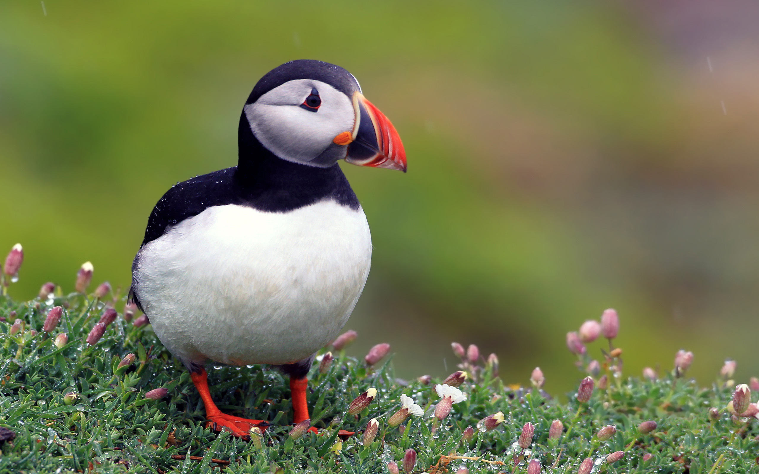 Puffin