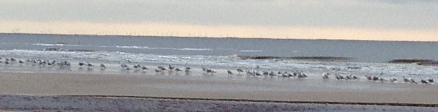 121202 strand_fugle_vindmller