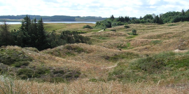 Klithede