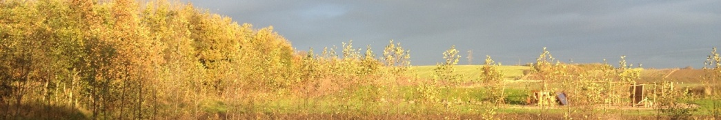 121105 efterr_Hyb._IMG_0945_pano_1